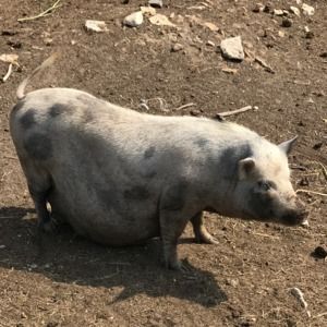 Meet your Posher, Spencer